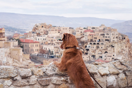 Red dog in cappadocia against the backdrop of the sandy mountains. Nova Scotia Duck Tolling Retriever at sunriseの写真素材