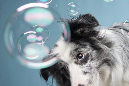 dog plays with soap bubbles. Funny border collie on a blue background. Pet in the studioの写真素材