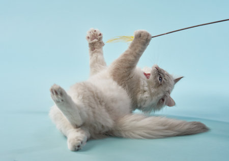 Playful kitten on a blue background. Pedigree siberian cat in studioの写真素材