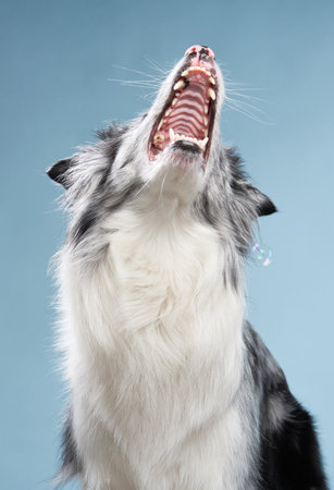 Happy dog open mouth on a blue background. Funny looking border collie. Pet in studioの写真素材