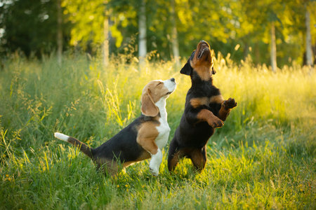 two puppies play together on the grass, in nature. dog rottweiler and beagle together. happy petsの写真素材