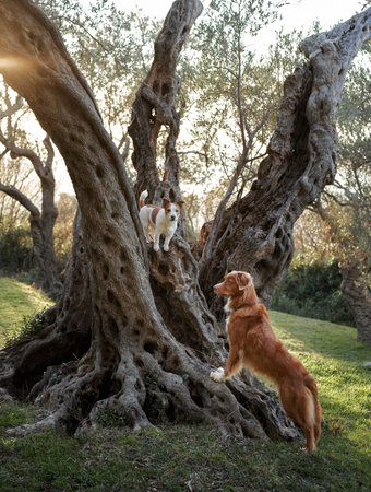 dog near the olive tree. Nova Scotia duck tolling retriever in nature. Toller on a walk in the green parkの写真素材