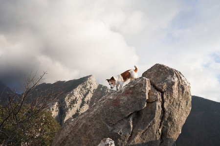 dog on a stone at mountains. Hiking with a Pet. Jack Russell Terrier in nature, at its peakの写真素材