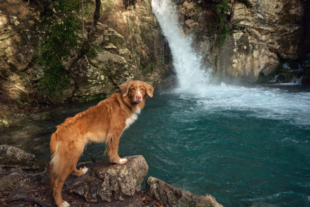 red dog at the waterfall on the water on turquoise water. travel with a pet. Nova Scotia duck tolling retriever in natureの写真素材