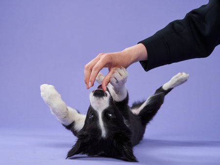 funny puppy plays on purple background. Border collie dog with funny muzzle, emotionの写真素材