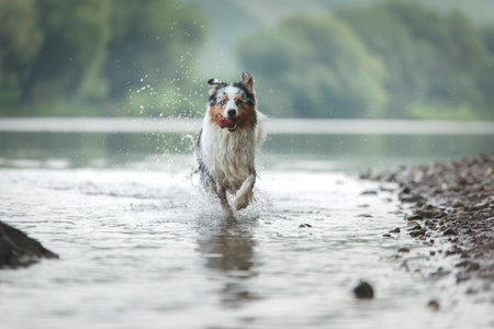 The dog runs on the water. Marbled Australian Shepherd on the lakeの写真素材