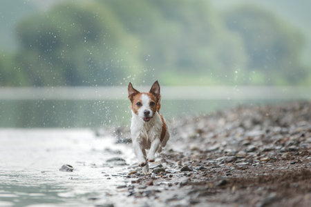 the dog jumps on the water. Happy and active jack russell terrier on the lake. Activity with a pet outdoorsの写真素材