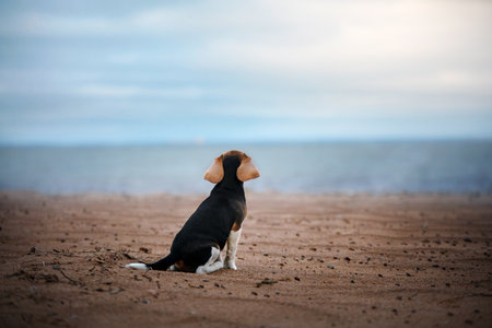 beagle puppy in nature. Dog sitting turned his back on the beach, vacation romance, adventure with a pet, , funny earsの写真素材