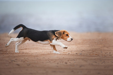 beagle puppy in nature. Dog running on the beach, vacation romance, adventure with a petの写真素材