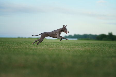 greyhound dog runs on the lawn. Whippet plays on grass. Active pet outdoorsの写真素材
