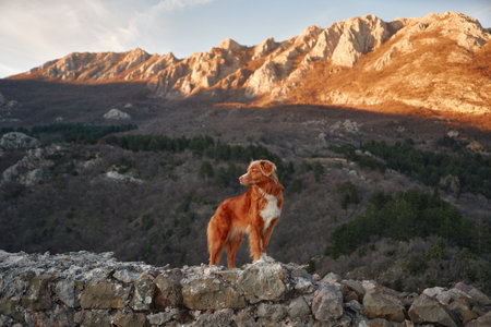 Red dog in the mountains, hiking with a pet. Nova Scotia duck tolling retriever in nature on sunset.の写真素材
