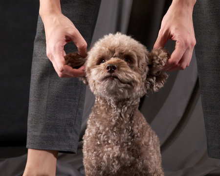 Cute dog with ears. Toy poodle of chocolate color on a gray background. Very fluffy and funny petの写真素材