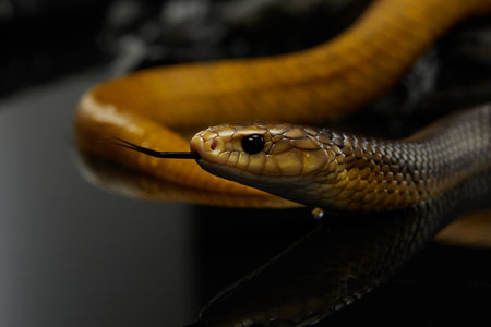 yellow Drymarchon on the black background of cameos, fog. snake artの写真素材