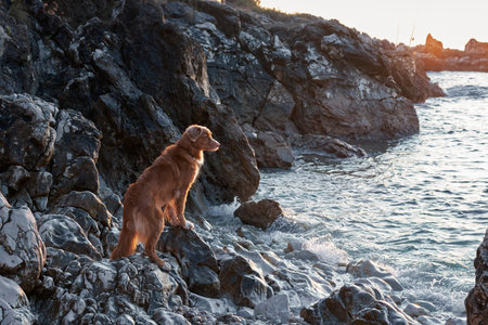 res dog on the stone on the beach. Nova Scotia Duck Tolling Retriever at sea. Active pet outdoors, vacationの写真素材