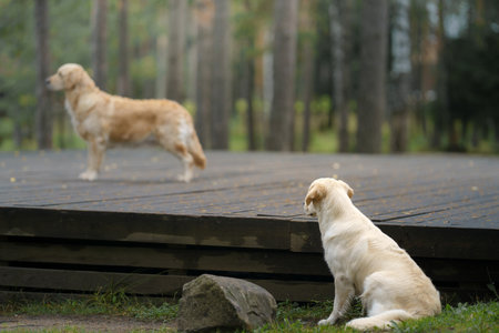 two dogs in the green forest. Cute pet couple. Golden Retriever in natureの写真素材