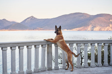 A beautiful dog on the sea embankment against the backdrop of mountains. Belgian Shepherd on the coastの写真素材