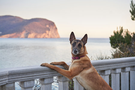 A beautiful dog on the sea embankment against the backdrop of mountains. Belgian Shepherd on the coastの写真素材