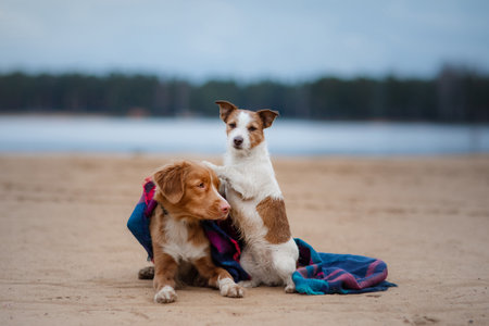 dogs together under a plaid, small and large. Jack Russell Terrier and Nova Scotia Duck Tolling Retriever in natureの写真素材