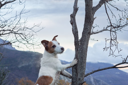 Sweet dog put its paws on the tree. Little jack russell terrier in nature. pet on a walkの写真素材