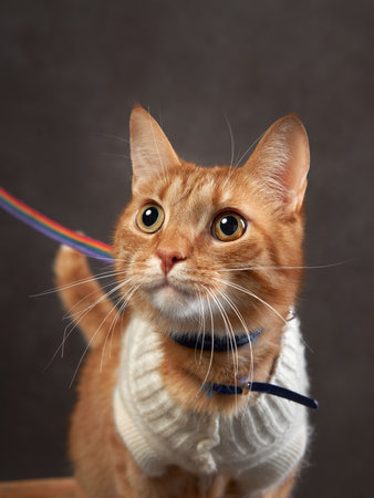 happy playing red cat with a sweater. Funny pet on a brown background.の写真素材