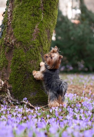 dog in crocus flowers. Pet in nature outdoors. Yorkshire Terrier put its paws on the tree. Animal in springの写真素材