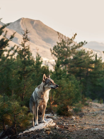 Czechoslovakian wolfdog in the forest. A beautiful dog that looks like a wolf in nature. Pet in the woodsの写真素材
