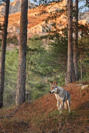 Czechoslovakian wolfdog in the forest. A beautiful dog that looks like a wolf in nature. Pet in the woodsの写真素材