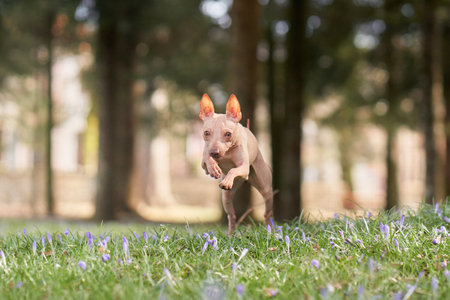 American Hairless Terrier jumping and running in the park. Cheerful dog on the grass. Walking with a pet in natureの写真素材