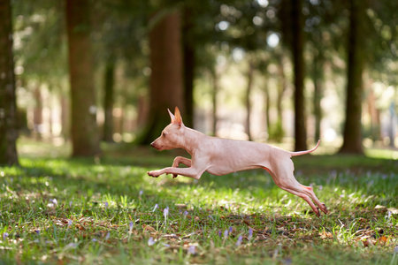 American Hairless Terrier jumping and running in the park. Cheerful dog on the grass. Walking with a pet in natureの写真素材