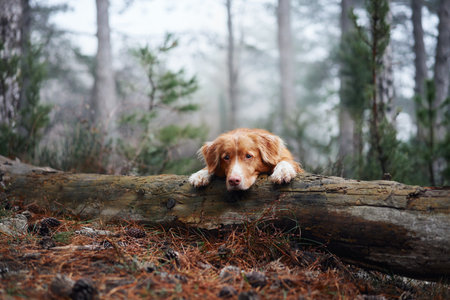 Red dog in a foggy forest laid her head on a log. Nova Scotia duck tolling retriever in nature. Hiking with a pet. forest fairy taleの写真素材