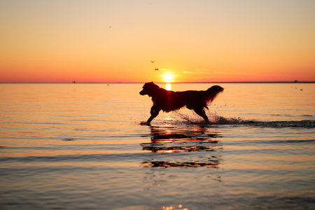 a dog on the sea jumps on the water at sunset. Beautiful landscape with a petの写真素材