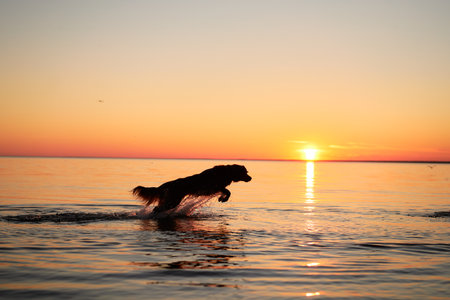 a dog on the sea jumps on the water at sunset. Beautiful landscape with a petの写真素材