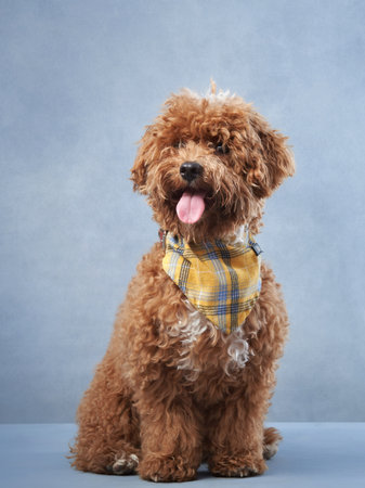poodle on a blue background. curly dog in photo studio. Maltese, poodleの写真素材