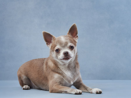 chihuahua on a blue background. Portrait of a beautiful little dog in the studio. Funny petの写真素材