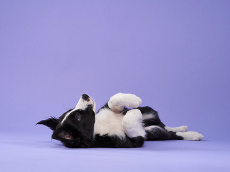 funny puppy play on purple background. Border collie dog in studioの写真素材
