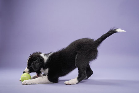 funny puppy play on purple background. Border collie dog in studioの写真素材
