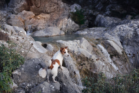 dog on a stone at mountains. Hiking with a Pet. Jack Russell Terrier in natureの写真素材