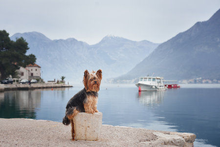 A small dog on the embankment, on the bay, among the mountains. Handsome yorkshire terrier in the cityの写真素材