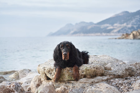 happy dog on a stone on the sea. Cute setter gordon in nature at water.の写真素材