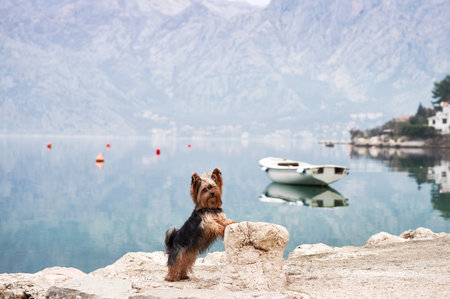 A small dog on the embankment, on the bay, among the mountains. Handsome yorkshire terrier in the cityの写真素材