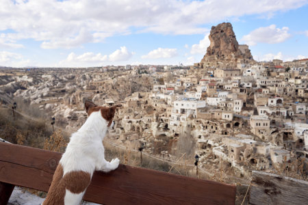 Little dog in cappadocia against the backdrop of the sandy houses. Jack Russell Terrier in townの写真素材