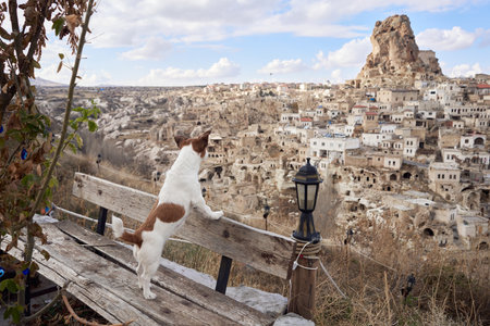Little dog in cappadocia against the backdrop of the sandy houses. Jack Russell Terrier in townの写真素材