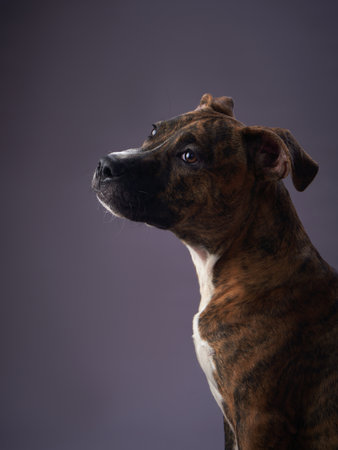 dog on a gray background. puppy Brindle Staffordshire Terrier in a photo studio. Pet indoorsの写真素材