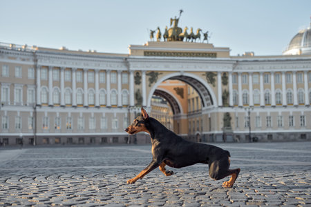 dog in the city of St. Petersburg. Standard German Pinscher posing against the backdrop of architecture. Pet in old townの写真素材