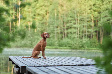 dog on a wooden bridge at the lake. Pet for a walk. hungarian vizsla in natureの写真素材