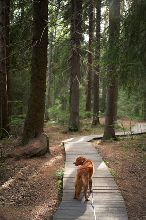Red dog in the green forest on a wooden path, a bridge. Hiking with a pet. Nova Scotia Duck Tolling Retriever in natureの写真素材