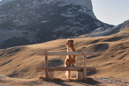 dog in the mountains. Nova Scotia duck tolling Retriever sits on a bench and looks at the mountains. Hiking with a petの写真素材