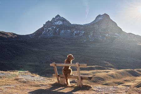 dog in the mountains. Nova Scotia duck tolling Retriever sits on a bench and looks at the mountains. Hiking with a petの写真素材