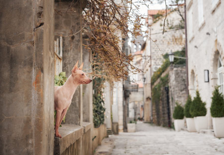 little dog in the town. American Hairless Terrier peeking out. Pet in the city, walkの写真素材