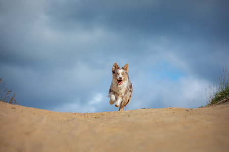 joyful dog is running. Happy border collie in nature, at sunrise against the skyの写真素材